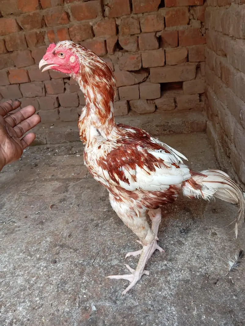 Pakistani aseel murgia for sale — photo 3
