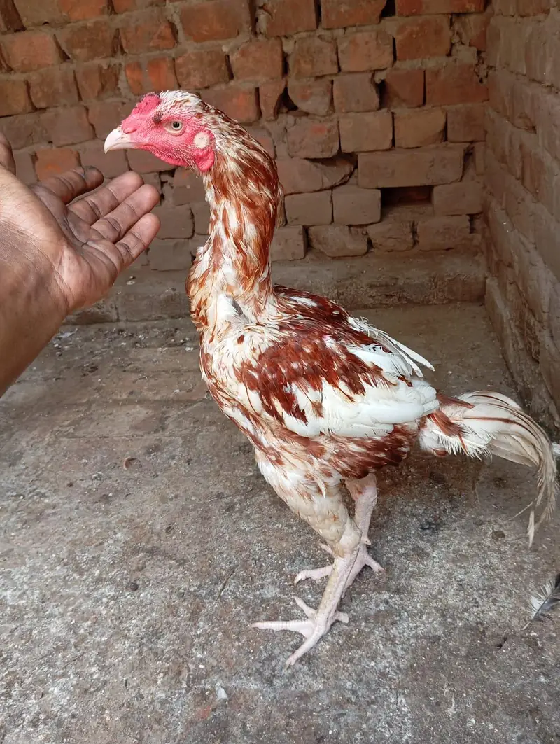 Pakistani aseel murgia for sale — photo 5