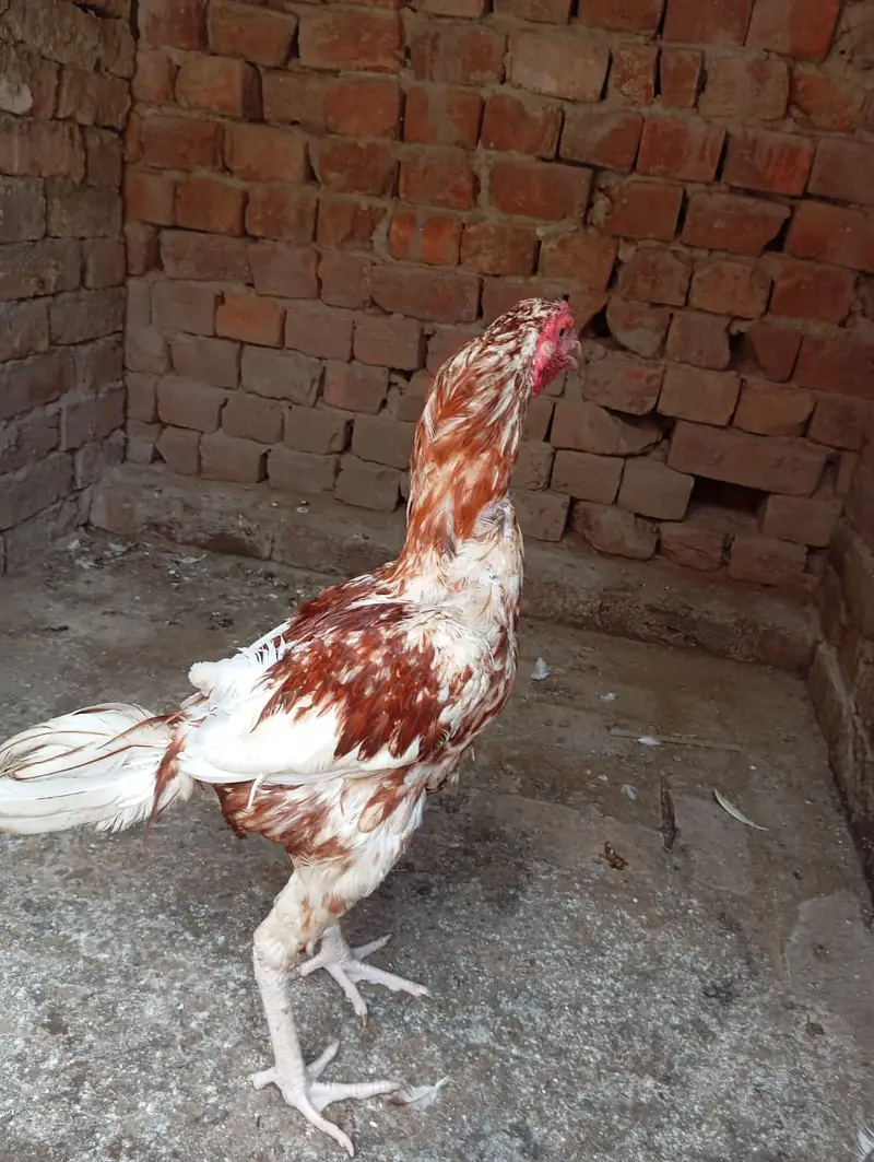 Pakistani aseel murgia for sale — photo 6