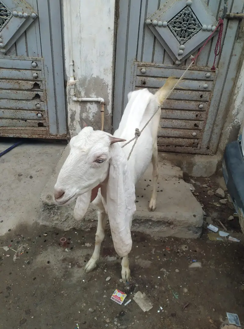 Gulagbi,kamori, tota puri — photo 2