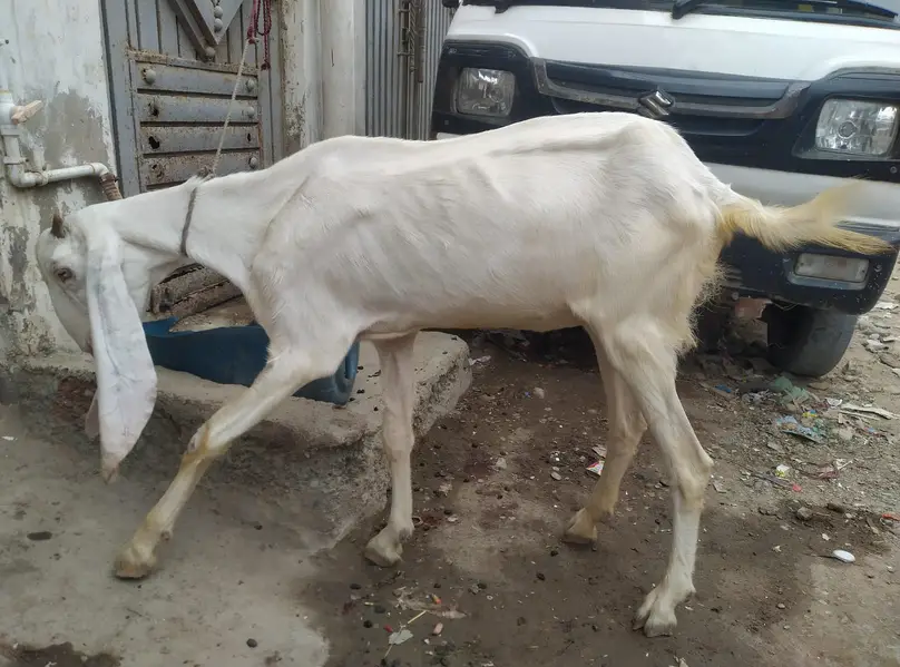 Gulagbi,kamori, tota puri — photo 4