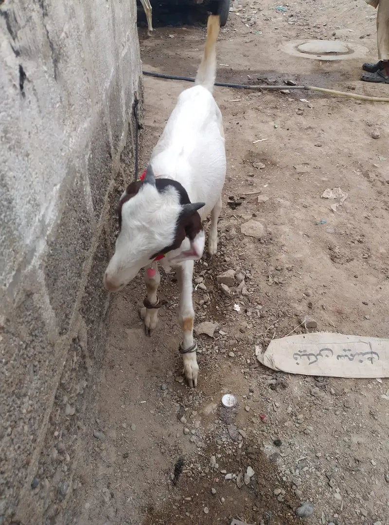 Gulagbi,kamori, tota puri — photo 5