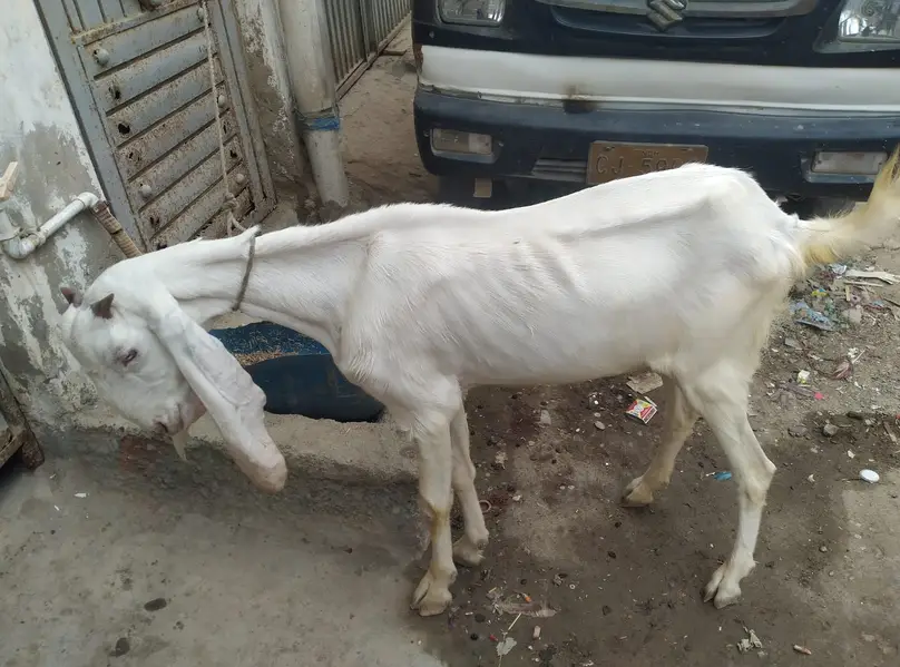 Gulagbi,kamori, tota puri — photo 6