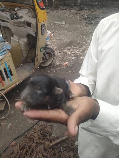 PUupy