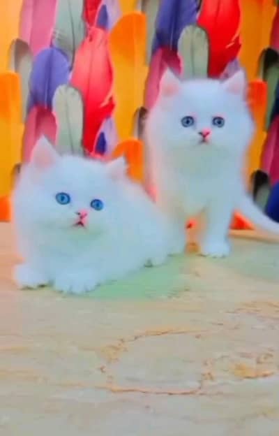 Persian] Kittens triple] For sale Whatsapp O32124O54O9