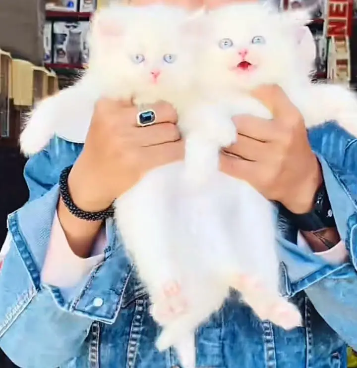 Persian] Kittens triple] For sale Whatsapp O32124O54O9 — photo 2