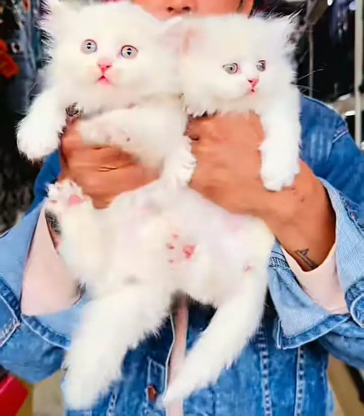 Persian] Kittens triple] For sale Whatsapp O32124O54O9 — photo 2