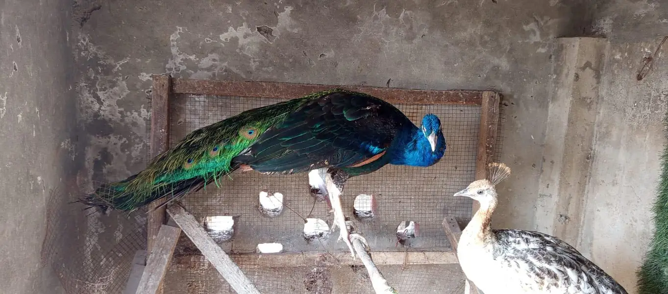 Peacocks for Sale 1 Male and 2 female pair