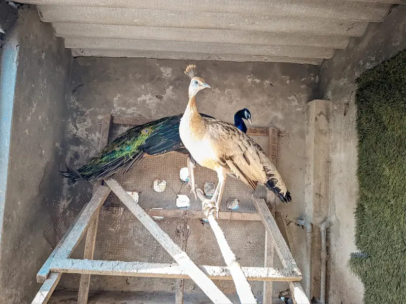 Peacocks for Sale 1 Male and 2 female pair — photo 2