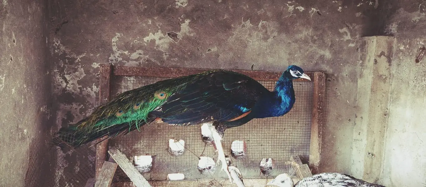 Peacocks for Sale 1 Male and 2 female pair — photo 3