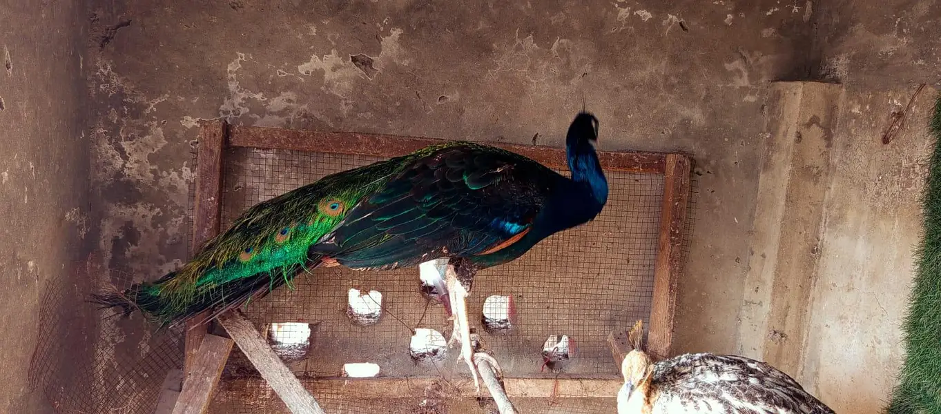 Peacocks for Sale 1 Male and 2 female pair — photo 4