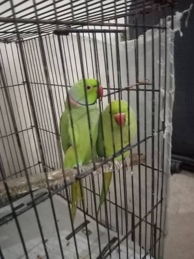 breeder pair