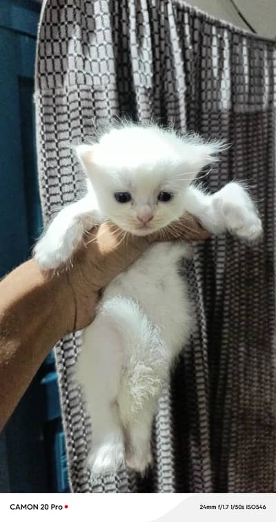persion tripple coat kitten white color