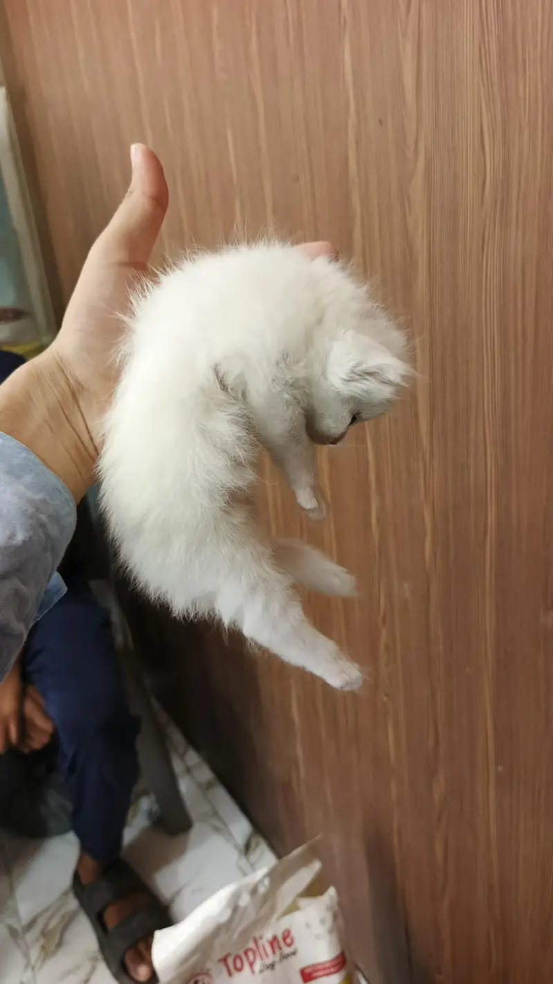 persion tripple coat kitten white color — photo 2