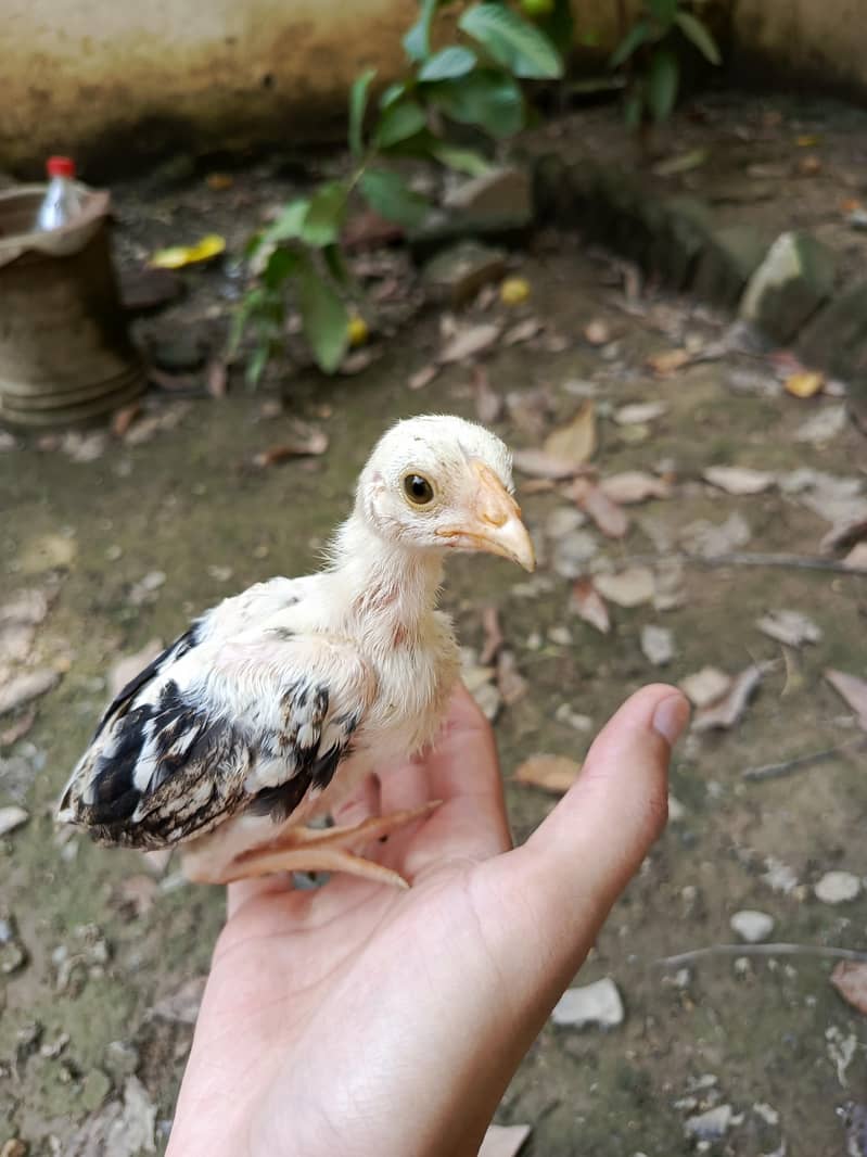 aseel chicks 0