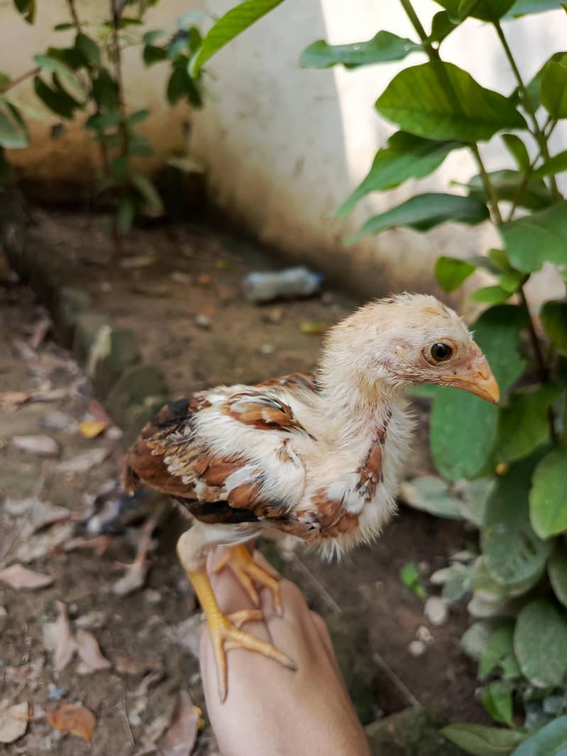aseel chicks 1