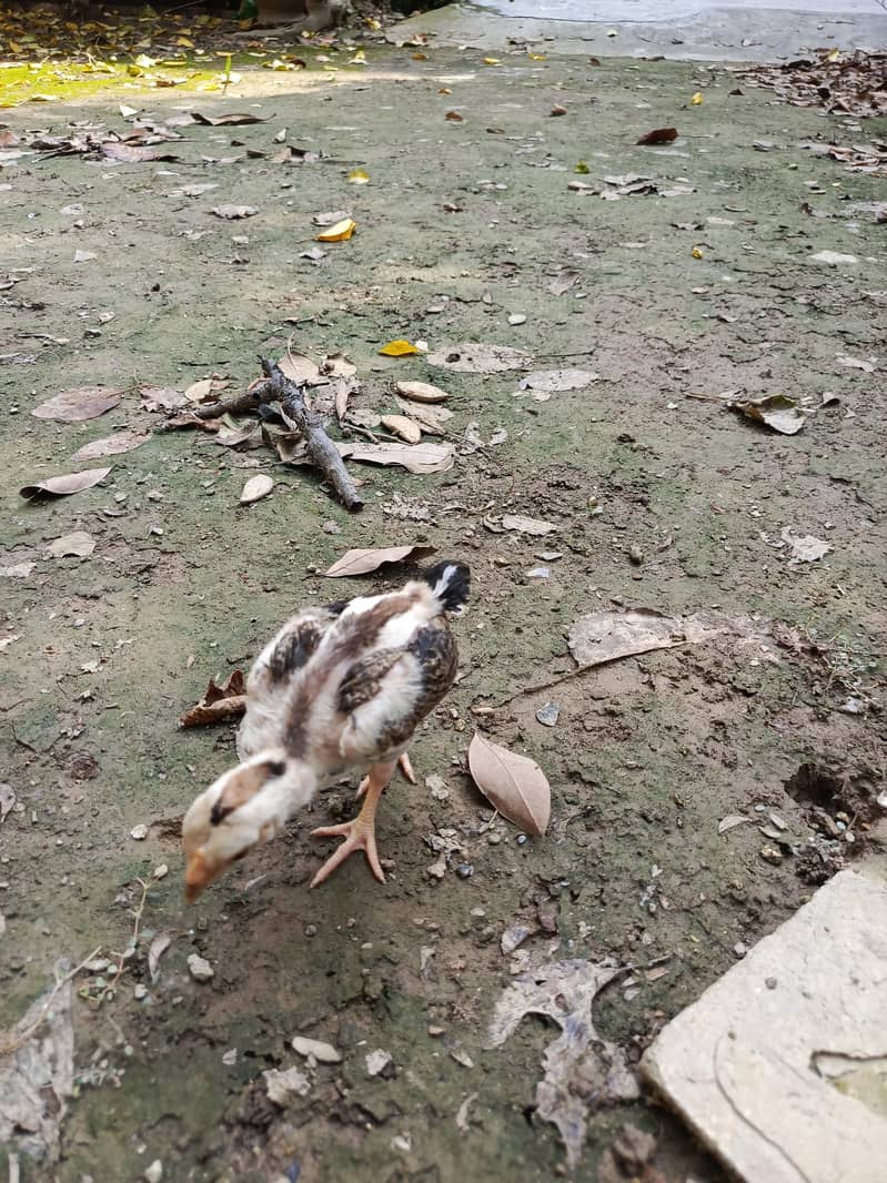aseel chicks 2