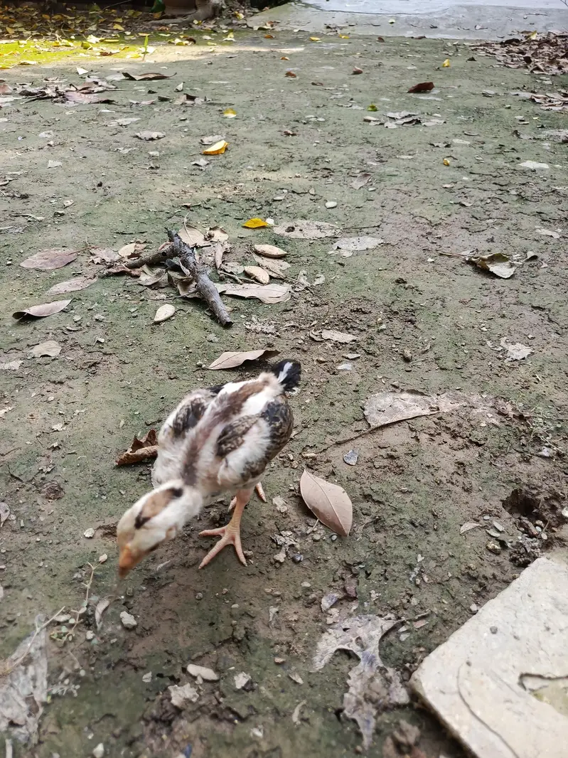aseel chicks — photo 3