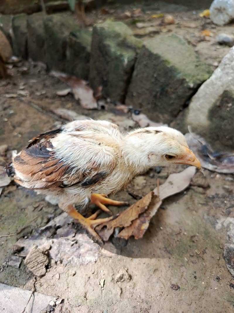 aseel chicks 5