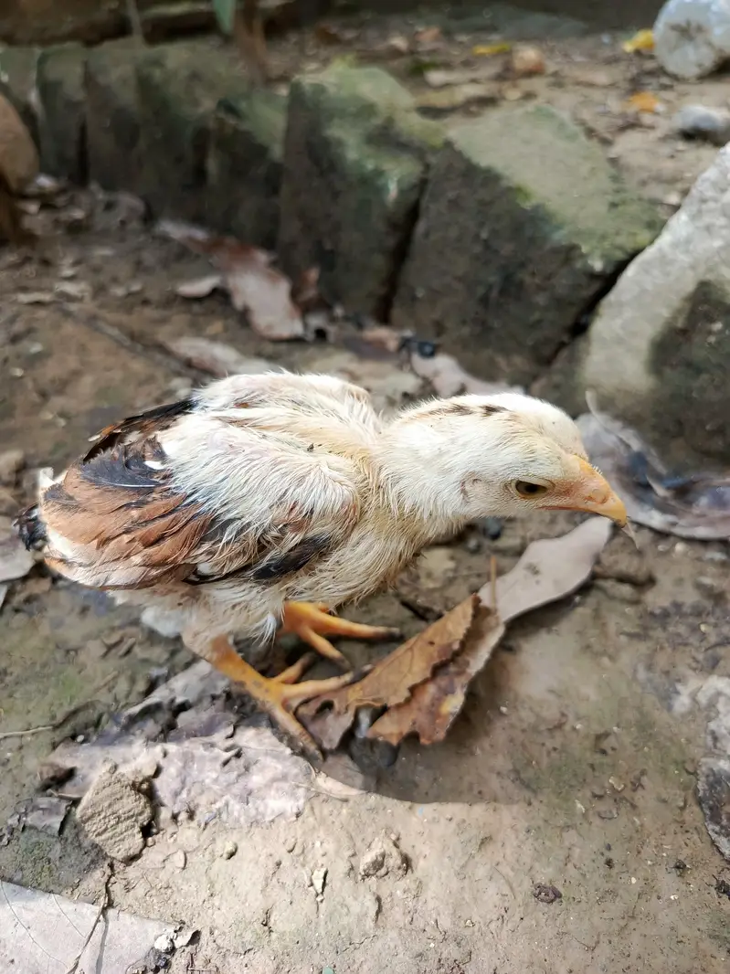 aseel chicks — photo 6