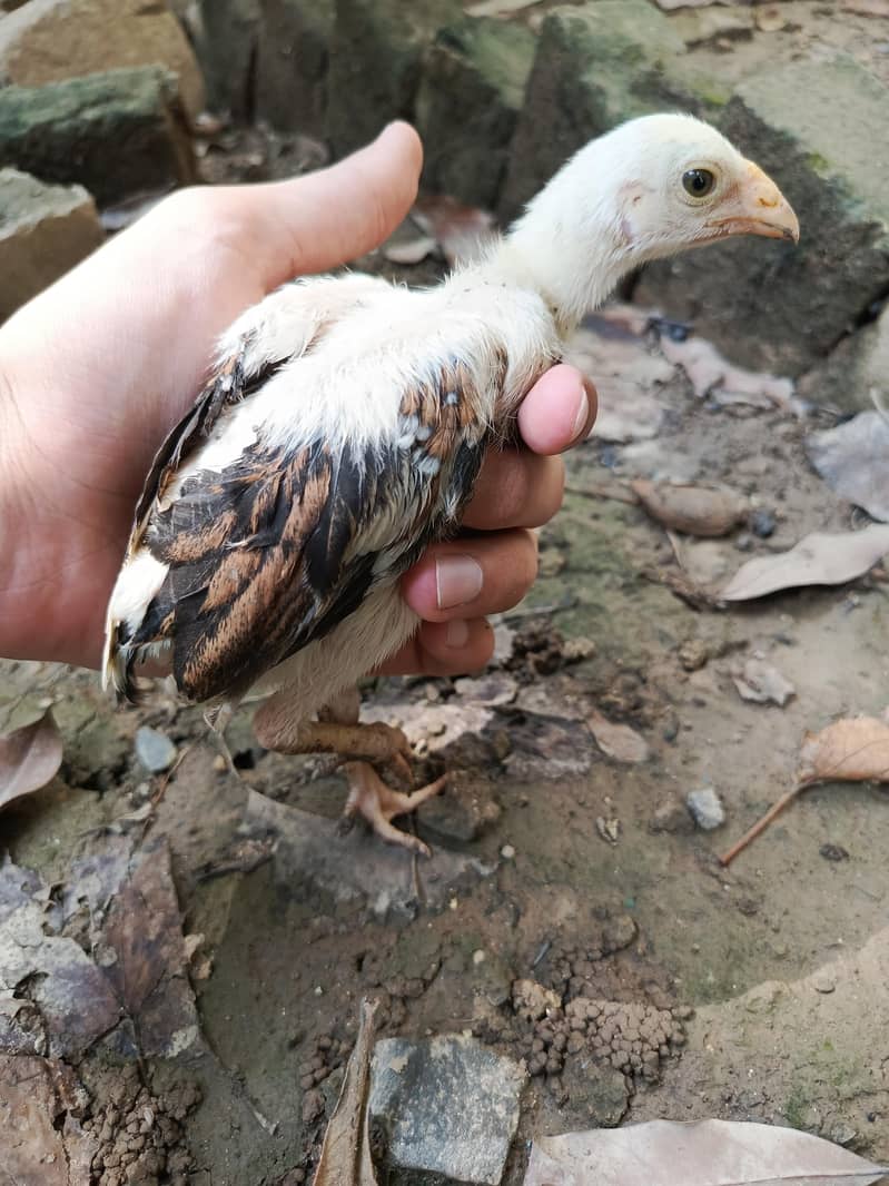 aseel chicks 6