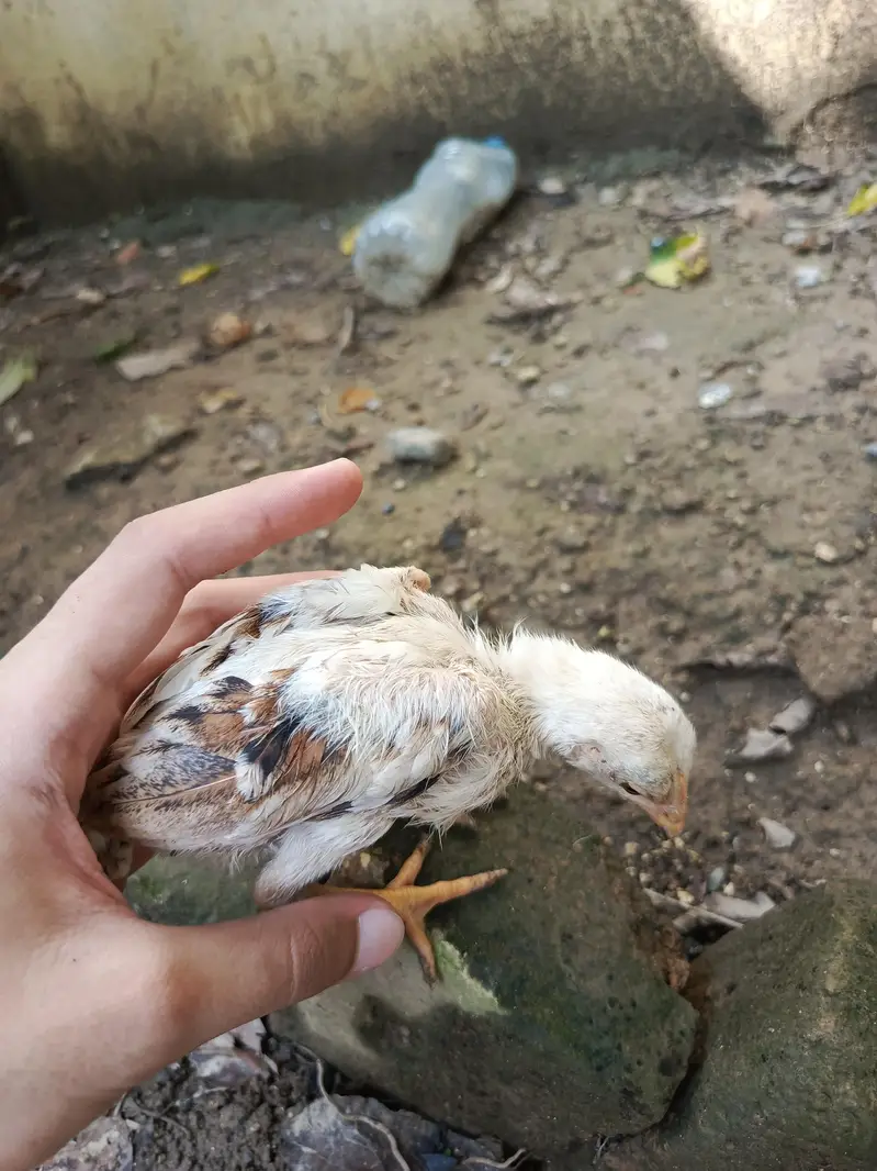aseel chicks — photo 8