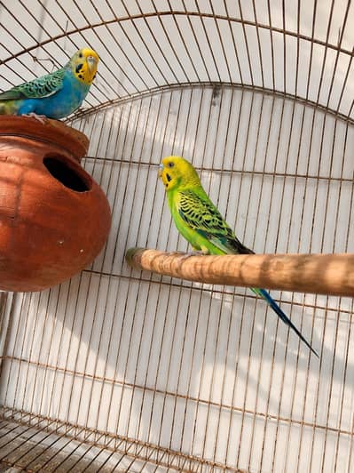 Breeding Budgie Pair for Sale – Good Quality