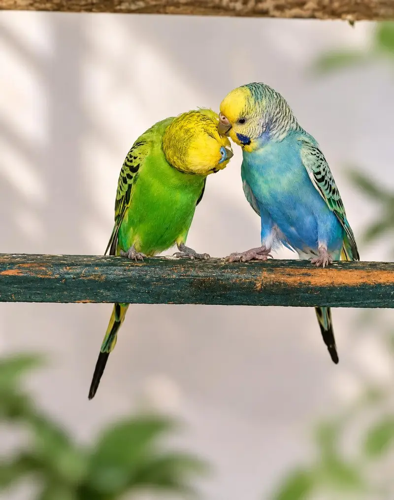 Breeding Budgie Pair for Sale – Good Quality — photo 2