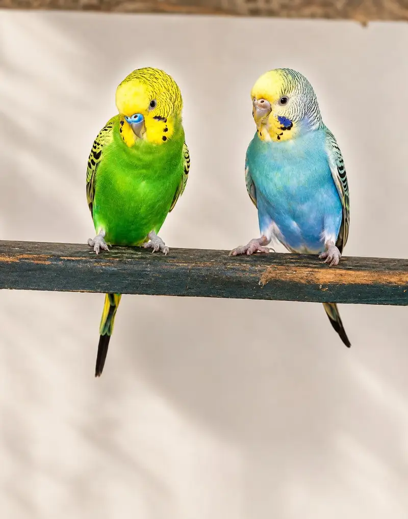 Breeding Budgie Pair for Sale – Good Quality — photo 3