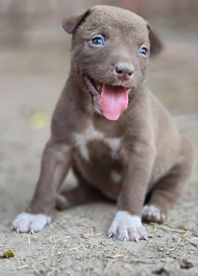 Female Pitbull Puppy for Sale 