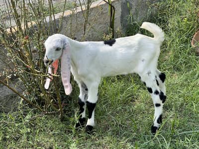 1 Bakri aur 6 bachay