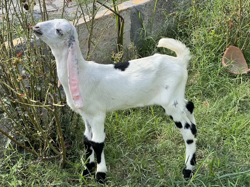 1 Bakri aur 6 bachay — photo 2