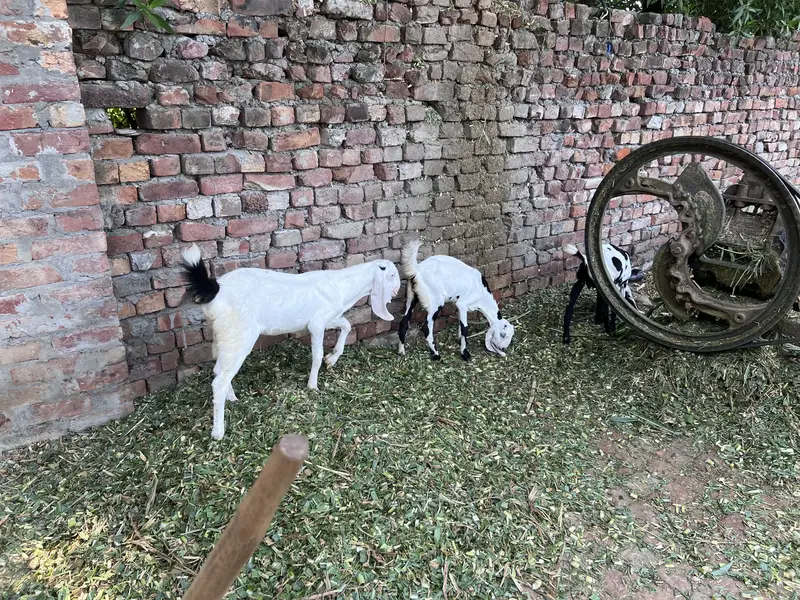 1 Bakri aur 6 bachay — photo 3