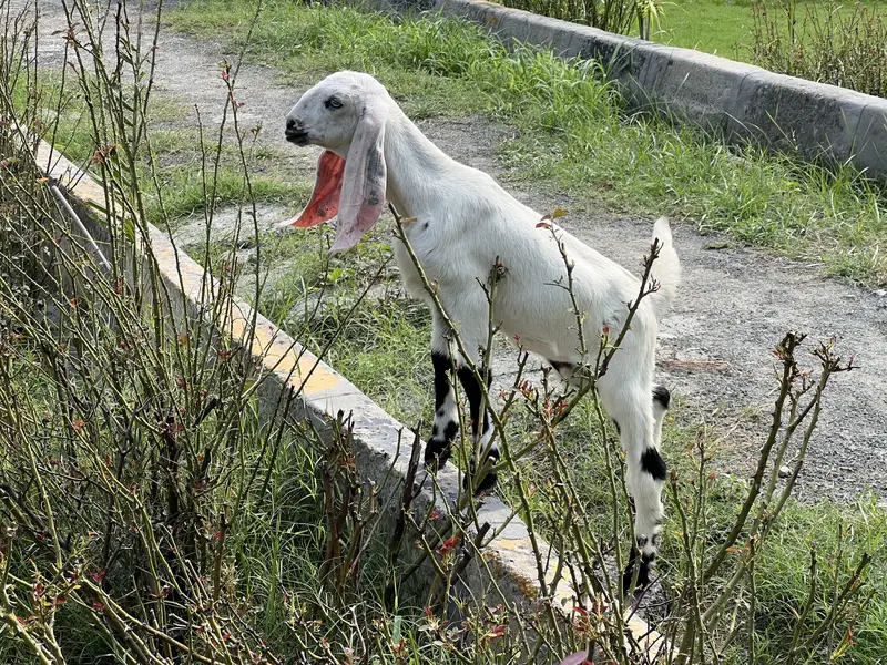 1 Bakri aur 6 bachay — photo 4