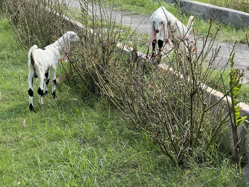 1 Bakri aur 6 bachay — photo 5