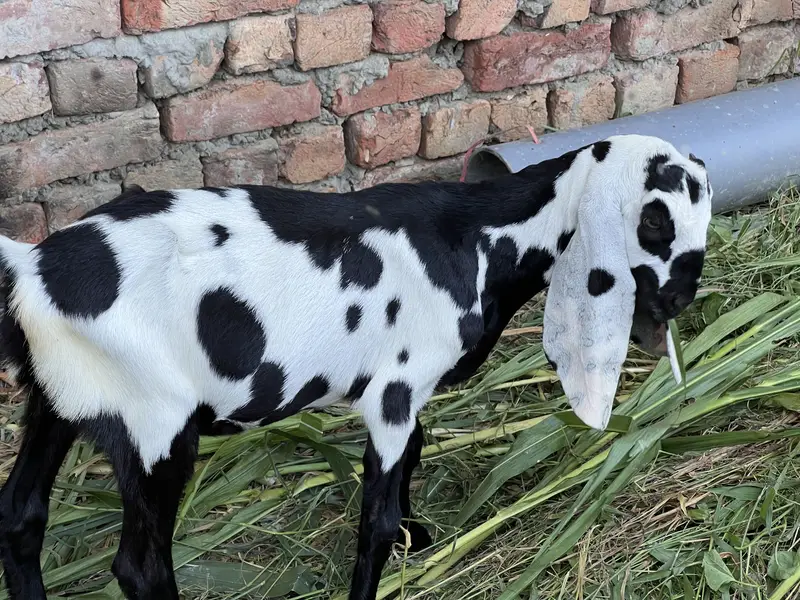 1 Bakri aur 6 bachay — photo 6
