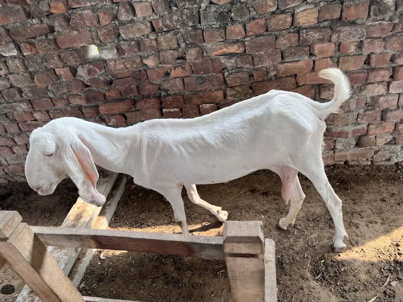 1 Bakri aur 6 bachay — photo 7
