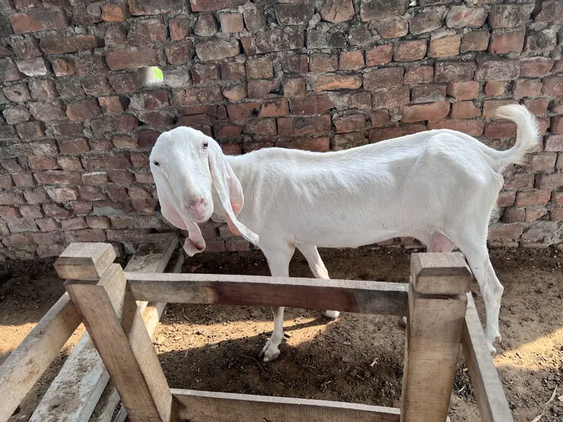 1 Bakri aur 6 bachay — photo 8