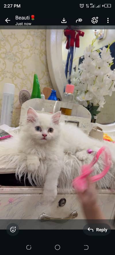 Persian Cat Beautiful & Playful Triple Coat Persian Kitten