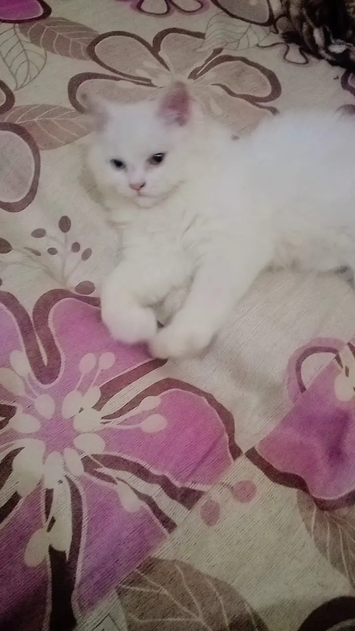 Persian Cat Beautiful & Playful Triple Coat Persian Kitten — photo 2