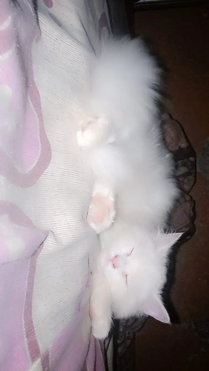 Persian Cat Beautiful & Playful Triple Coat Persian Kitten — photo 3