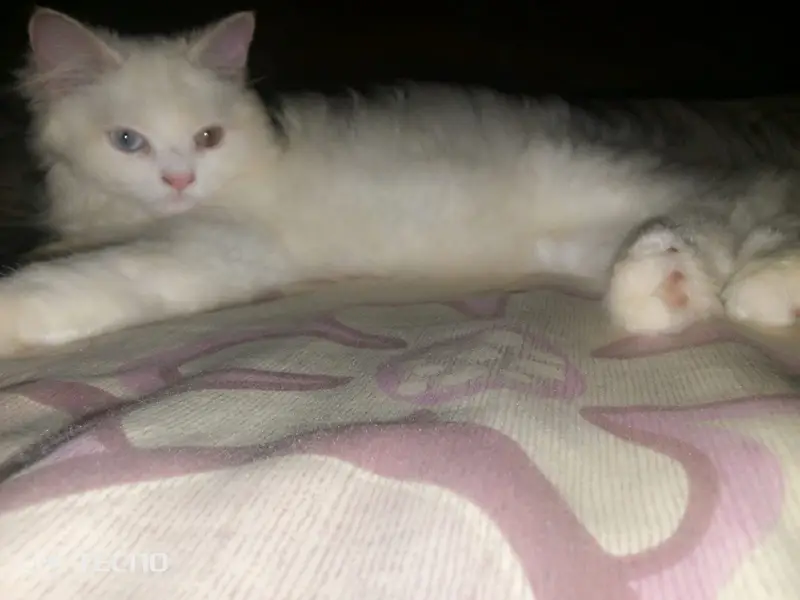 Persian Cat Beautiful & Playful Triple Coat Persian Kitten — photo 4