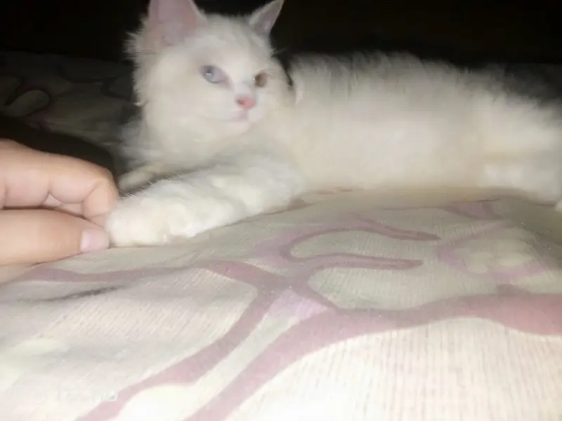 Persian Cat Beautiful & Playful Triple Coat Persian Kitten — photo 5