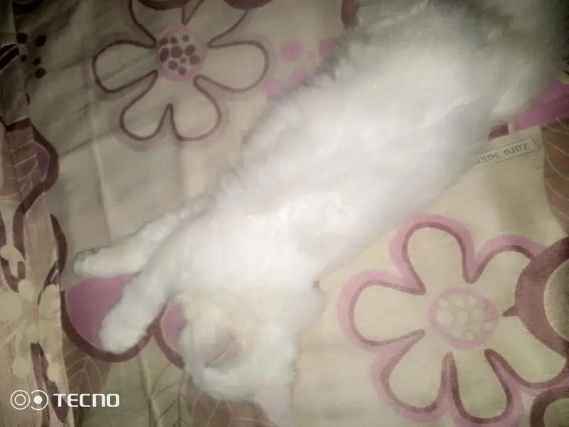 Persian Cat Beautiful & Playful Triple Coat Persian Kitten — photo 6