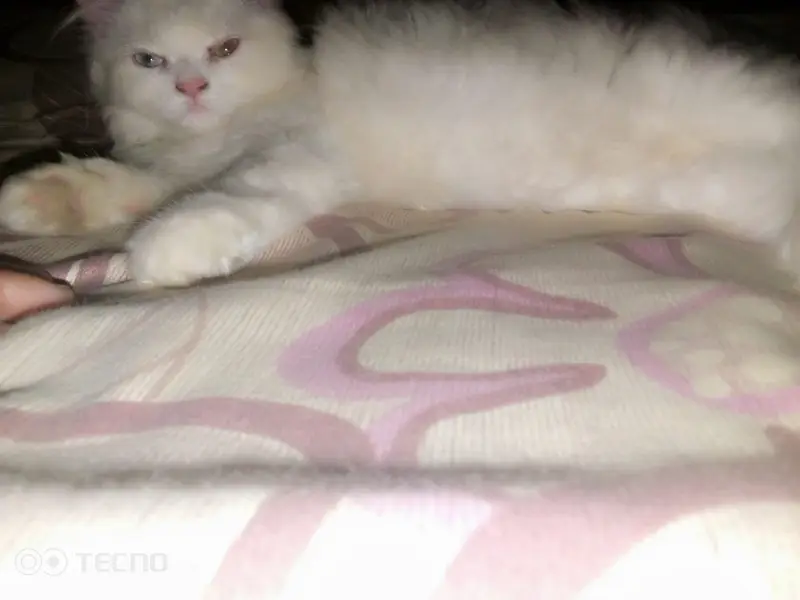 Persian Cat Beautiful & Playful Triple Coat Persian Kitten — photo 7