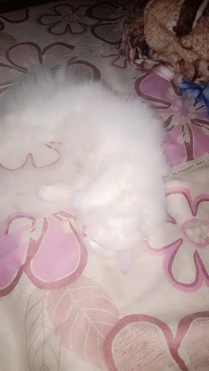 Persian Cat Beautiful & Playful Triple Coat Persian Kitten — photo 10