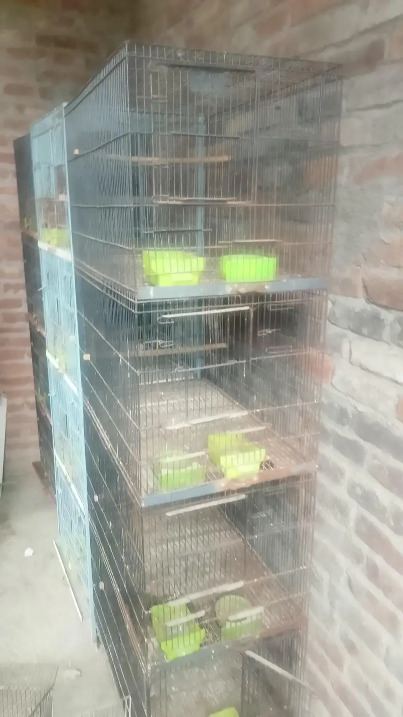 Cages — photo 3