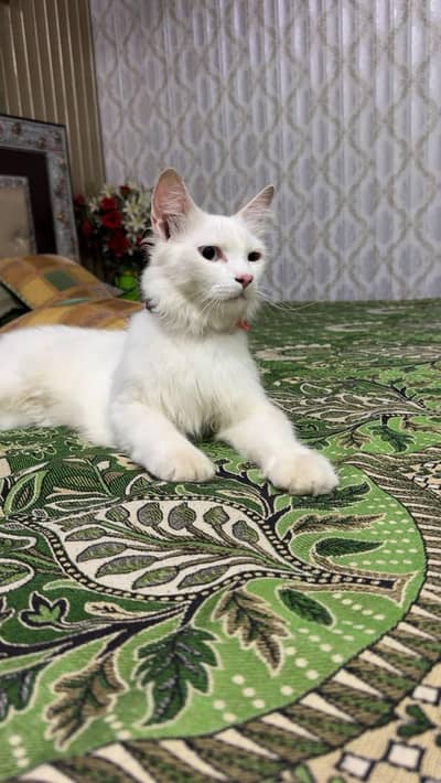 white cat eyes white and brown