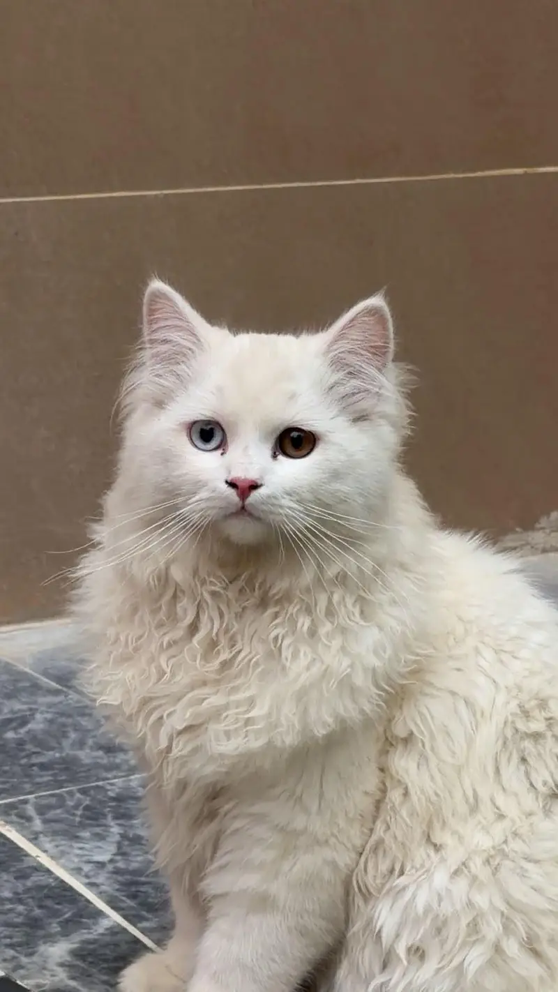 white cat eyes white and brown — photo 2