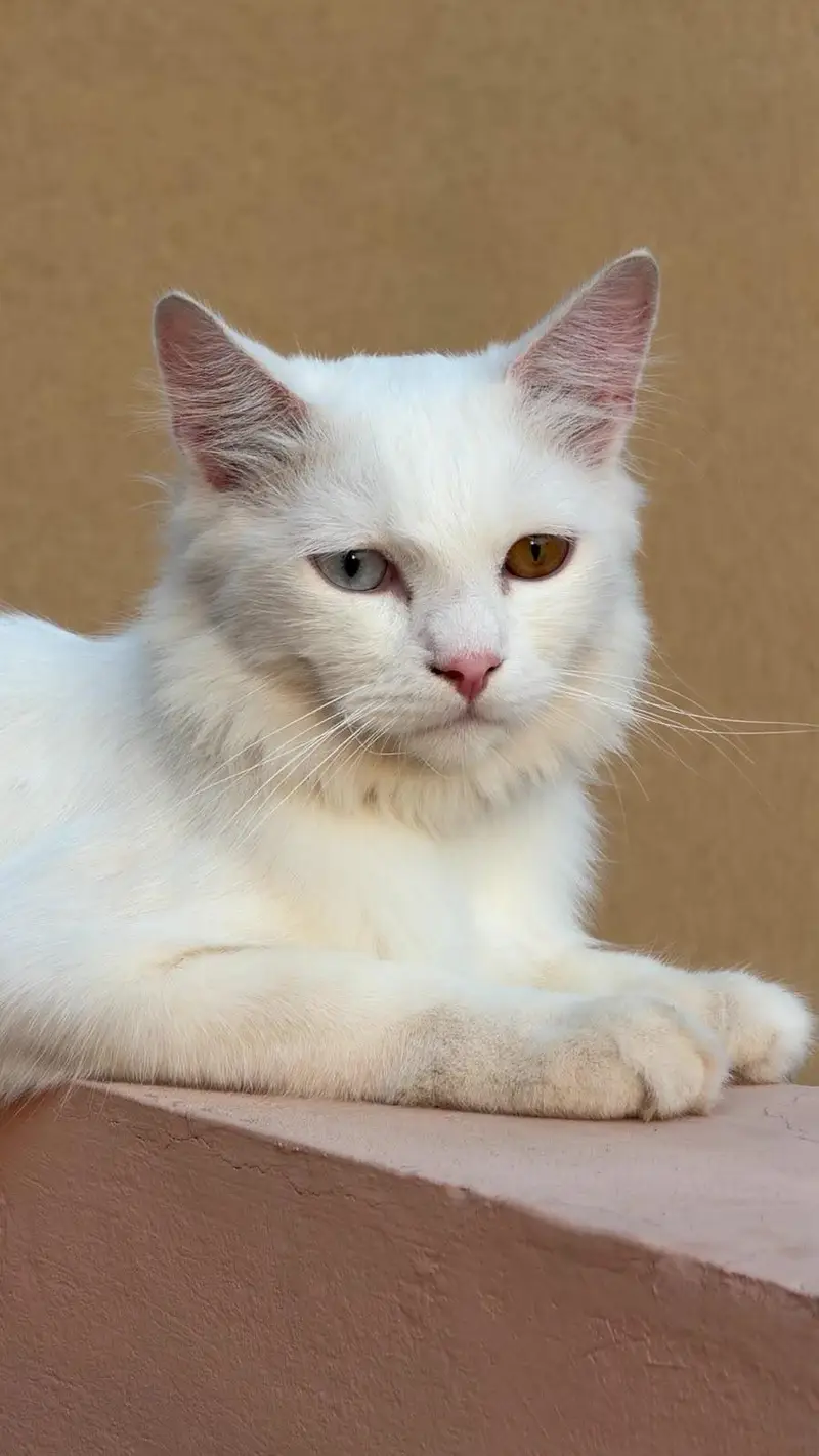 white cat eyes white and brown — photo 3